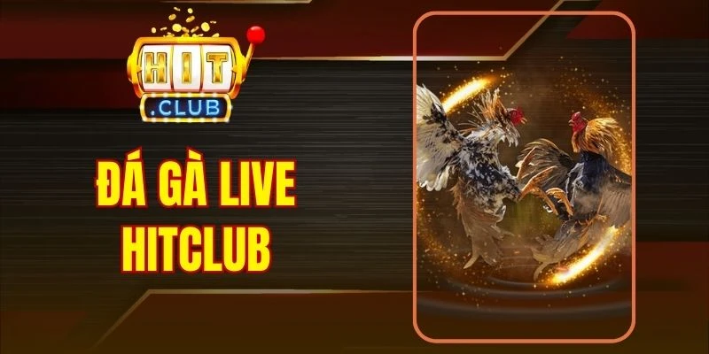Đá Gà Live Hitclub - Trải Nghiệm Cược Nảy Lửa Mỗi Ngày